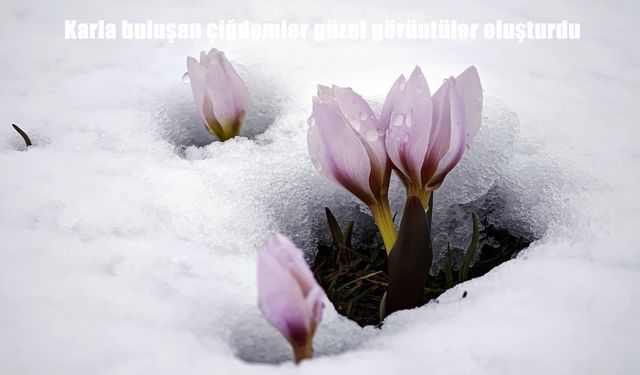 Bitlis’te kar altında açan çiğdemler görsel şölen oluşturdu