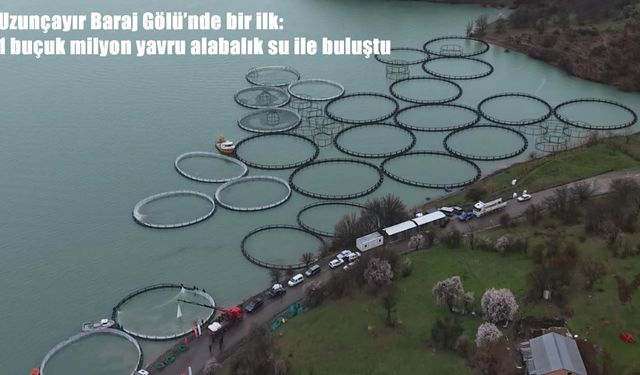 Uzunçayır Baraj Gölü'nde bir ilk: 1 buçuk milyon yavru alabalık su ile buluştu