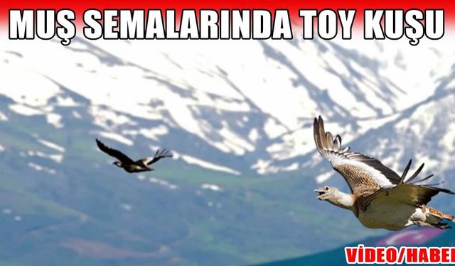 Muş semalarında toy kuşları görüntülendi