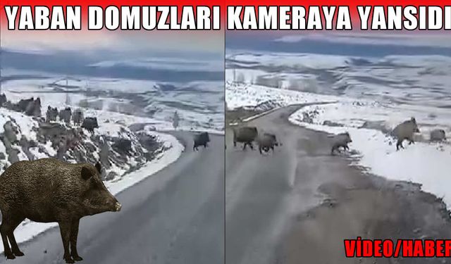 Varto’da yol kenarında domuz sürüsü görüntülendi