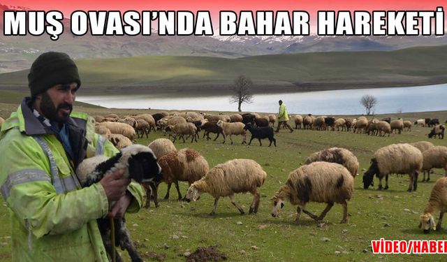 Kırsalda kar, ovada bahar: Muş Ovası koyun sürüleriyle renklendi
