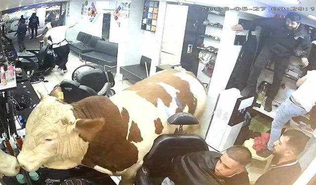 Kaçan boğa kuaför salonunu birbirine kattı