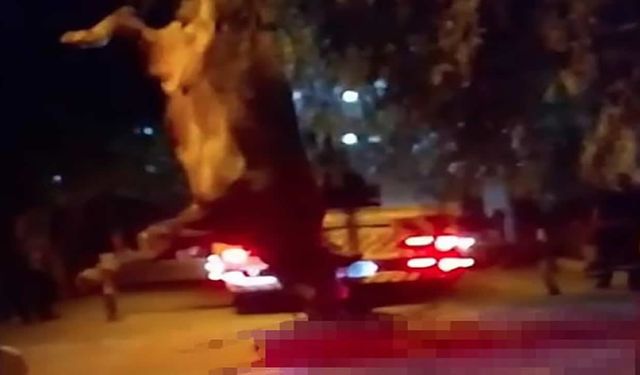 Dereye düşen kurbanlık dana vinçle kurtarıldı