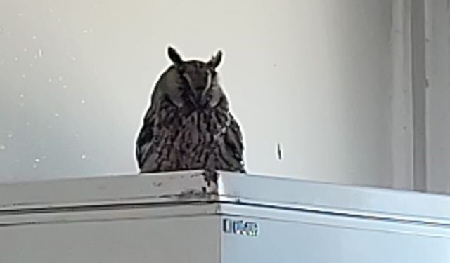 Bölge