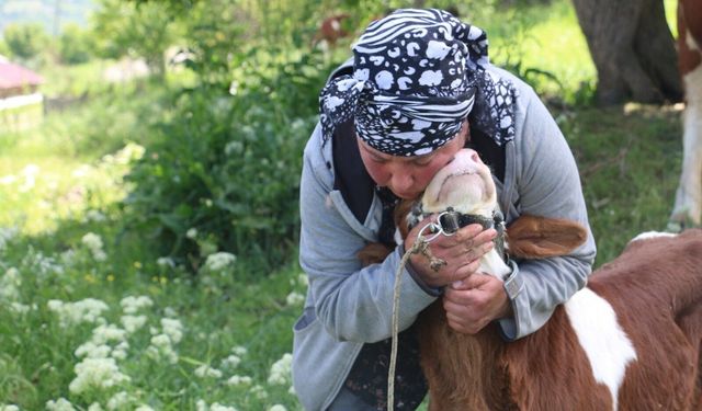 Üzümlü’de yabancı gelin hayvancılığa renk kattı