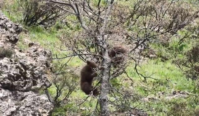 Tunceli’de yavru ayıların ağaç oyunu kameraya yansıdı