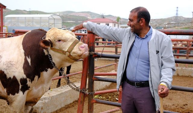 Van canlı hayvan pazarında Kurban Bayramı hareketliliği başladı