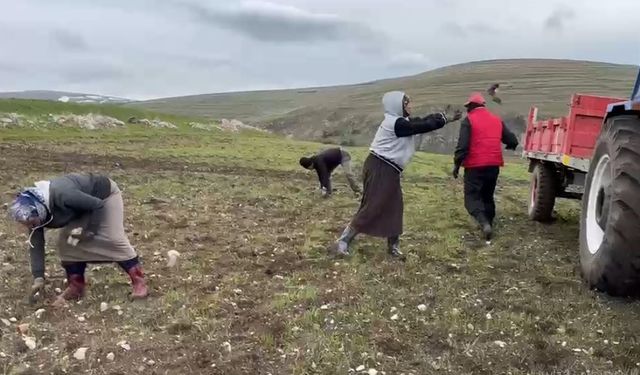 Ardahan’da köylüler ekim öncesi tarlalarda taş temizliği yapıyor