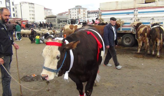 Kars’ta kurban pazarı hareketlendi: 700 kiloluk süslenmiş düve ilgi odağı oldu