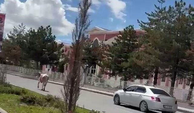 Erzurum’da kurbanlık kaçtı, trafik karıştı