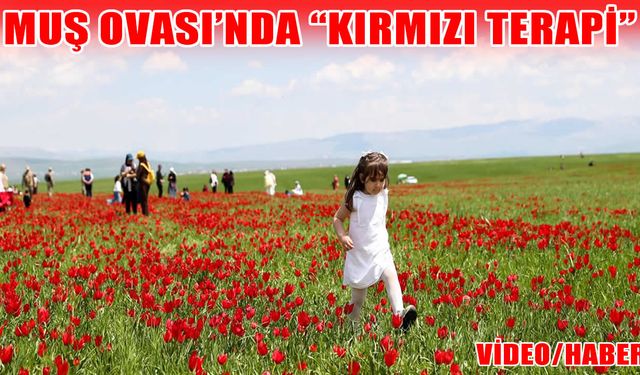 Muş Ovası'ndan kartpostallık görüntüler!