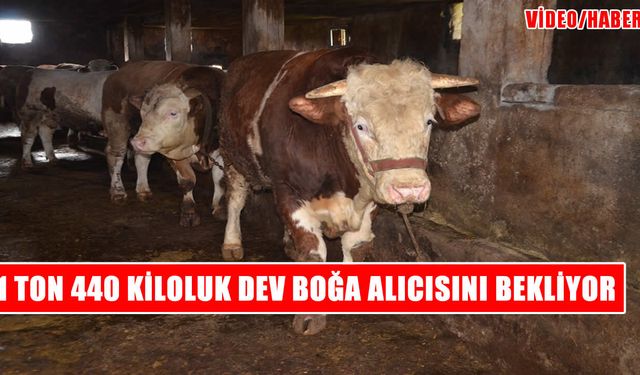 Muş’un 1,5 tonluk şampiyonu İstanbul yolcusu