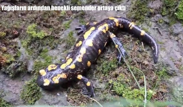 Bölge