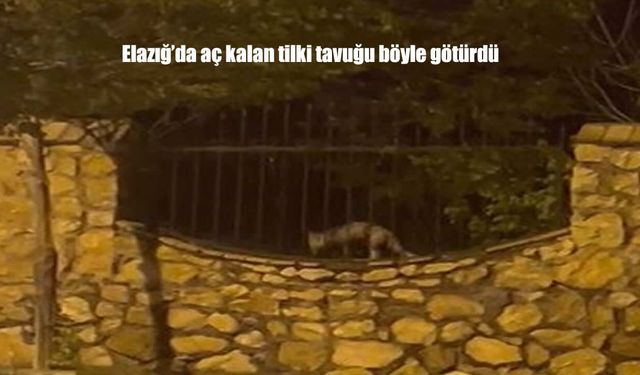 Elazığ'da aç kalan tilki tavuğu böyle götürdü