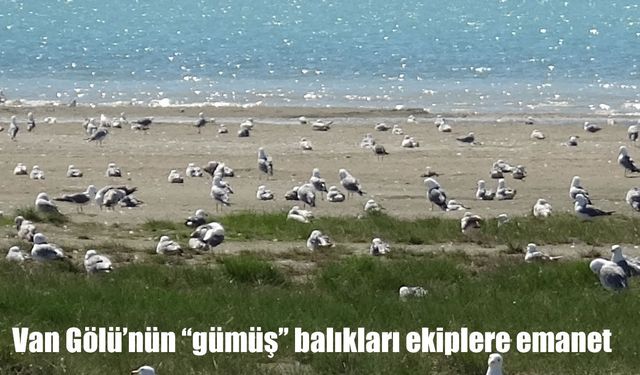 Van Gölü’nün Gümüş Balıkları İçin 7/24 Koruma Mesaisi