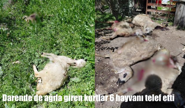 Darende’de kurtlar ağıla girdi: 6 küçükbaş hayvan telef oldu