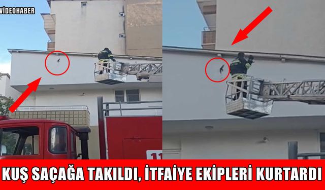 Muş’ta çatı saçağına takılan kuşu itfaiye kurtardı