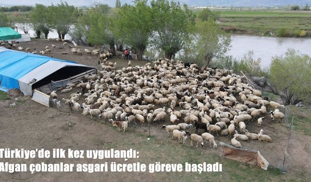 Türkiye’de ilk kez uygulandı: Afgan çobanlar asgari ücretle göreve başladı