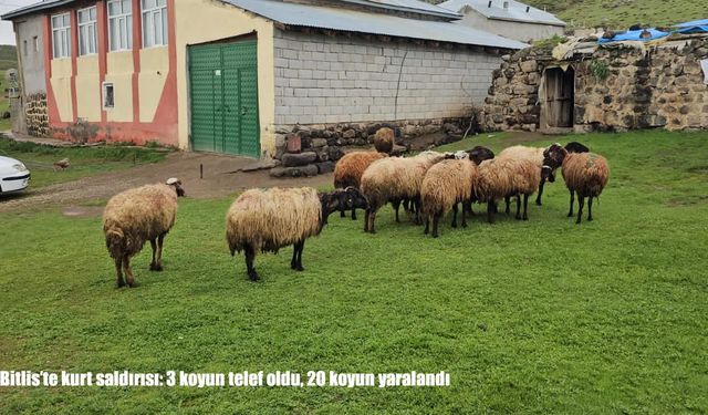 Bitlis’te kurt saldırısı: 3 koyun telef oldu, 20 koyun yaralandı