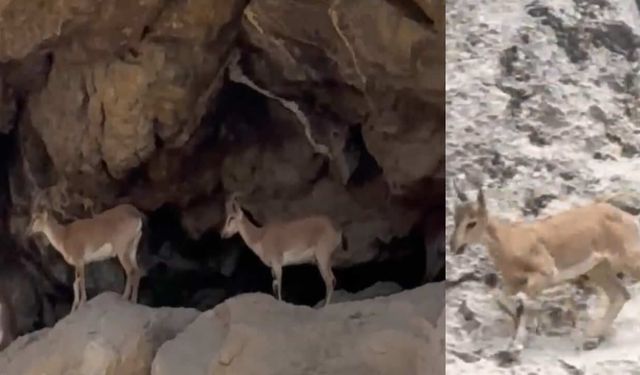 Malatya’da dağ keçileri görüntülendi
