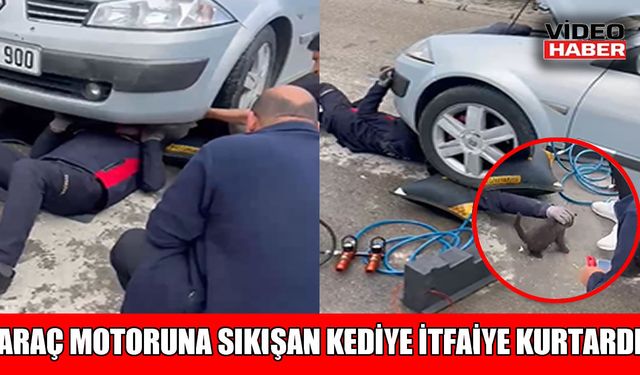 Muş’ta otomobilin motoruna sıkışan yavru kedi kurtarıldı