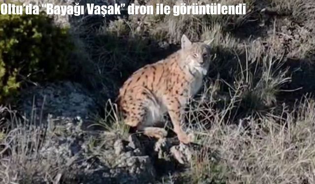 Bölge