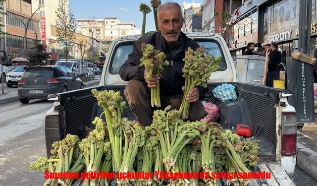 Sınırdan getirilen uçkunlar Yüksekova'da satışa sunuldu