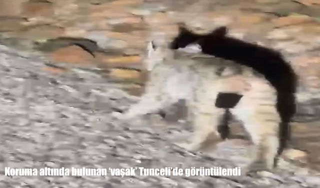 Bölge