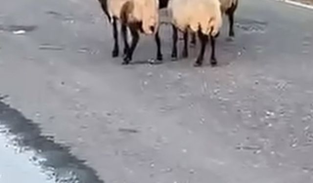 Bölge