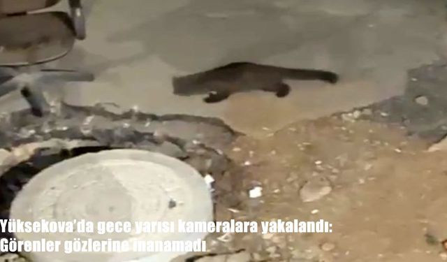 Yüksekova’da görüntülenen sarsar dikkat çekti