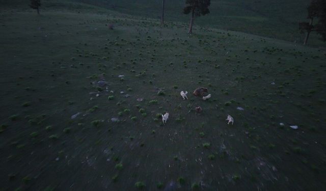 Kars'ta boz ayı ile köpeklerin kovalamacası dron kamerasına yansıdı
