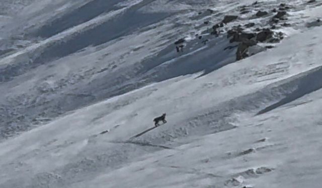 Bitlis'te nesli tehlike altında olan vaşak görüntülendi