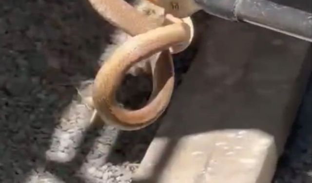Iğdır'da eve giren yılan paniğe neden oldu