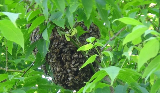 Kars’ta ağacı saran arılar ilgi odağı oldu