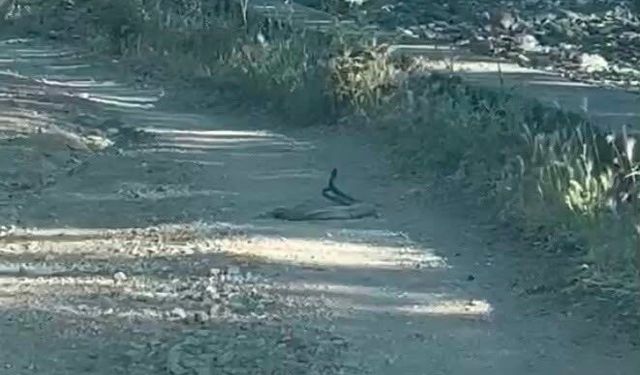 Bingöl'de İki Yılanın Çiftleşme Dansı Kamerada