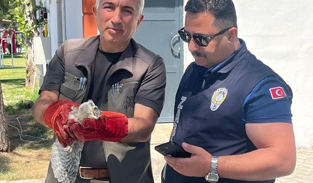 Battalgazi Zabıtası Yavru Baykuşu Koruma Altına Aldı