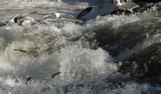 Bölge