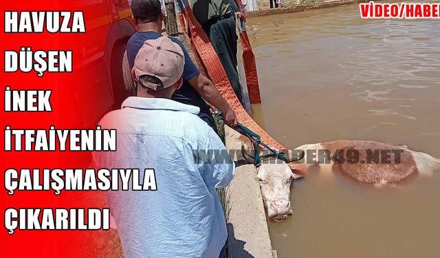 Muş’ta havuza düşen ineği itfaiye kurtardı