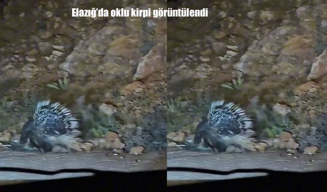 Bölge