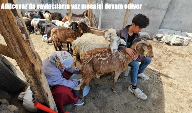 Adilcevaz’da yaylacıların yaz mesaisi devam ediyor