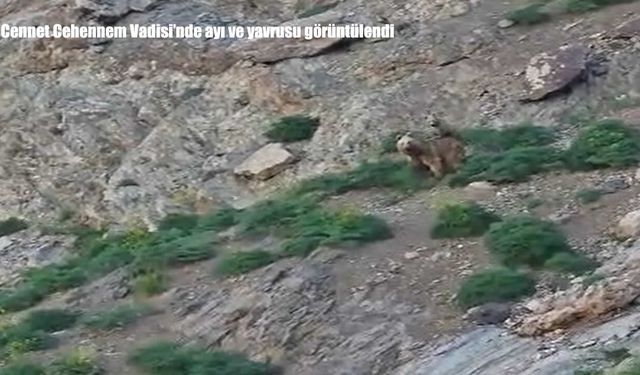 Cennet Cehennem Vadisi'nde ayı ve yavrusu görüntülendi