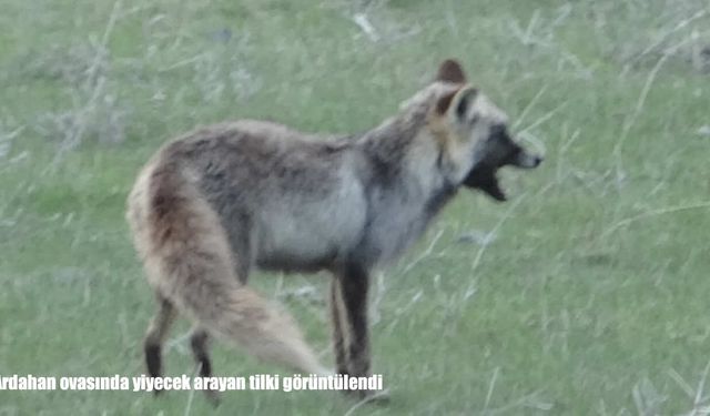 Doğal yaşamdan etkileyici kare: Tilki Ardahan Ovası'nda görüntülendi