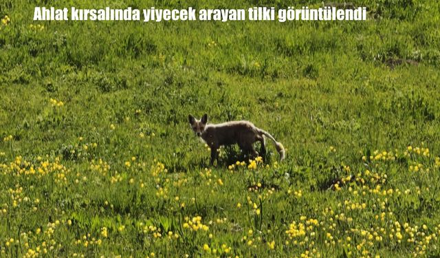Bitlis’te doğada yiyecek arayan tilki görüntülendi