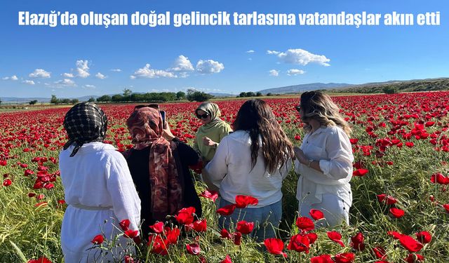 Elazığ’daki doğal gelincik tarlası vatandaşların ilgi odağı oldu