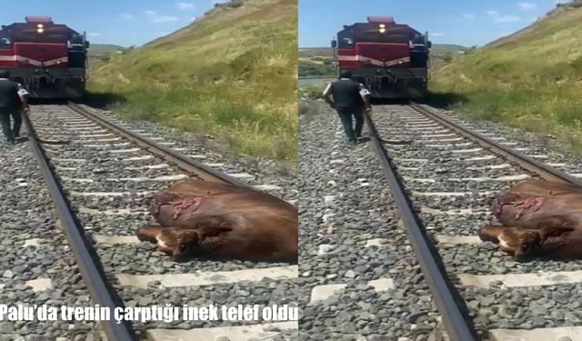 Elazığ’da trene çarpan inek telef odu