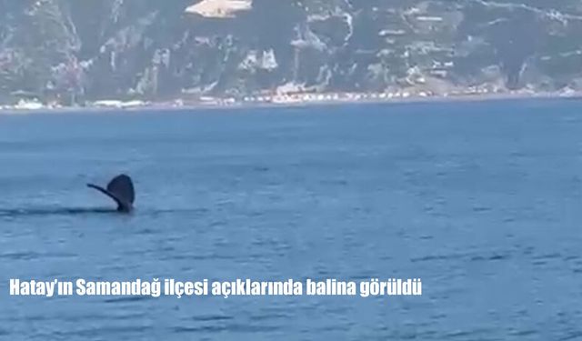 Hatay'ın Samandağ ilçesi açıklarında balina görüldü