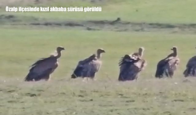 Van’da nadir görüntü: Kızıl akbaba sürüsü görüldü