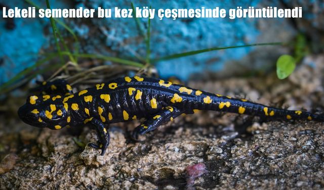 Bölge
