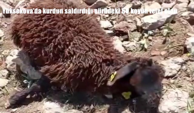 Hakkari'de kurt saldırısı: 50 koyun telef oldu