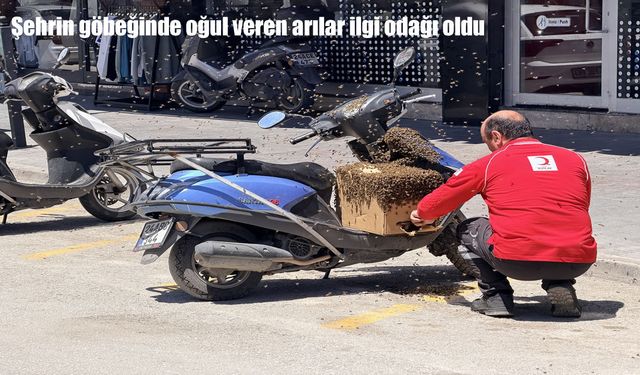 Erzincan’da oğul veren arılar ilgi odağı oldu